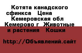 Котята канадского сфинкса › Цена ­ 3 500 - Кемеровская обл., Кемерово г. Животные и растения » Кошки   